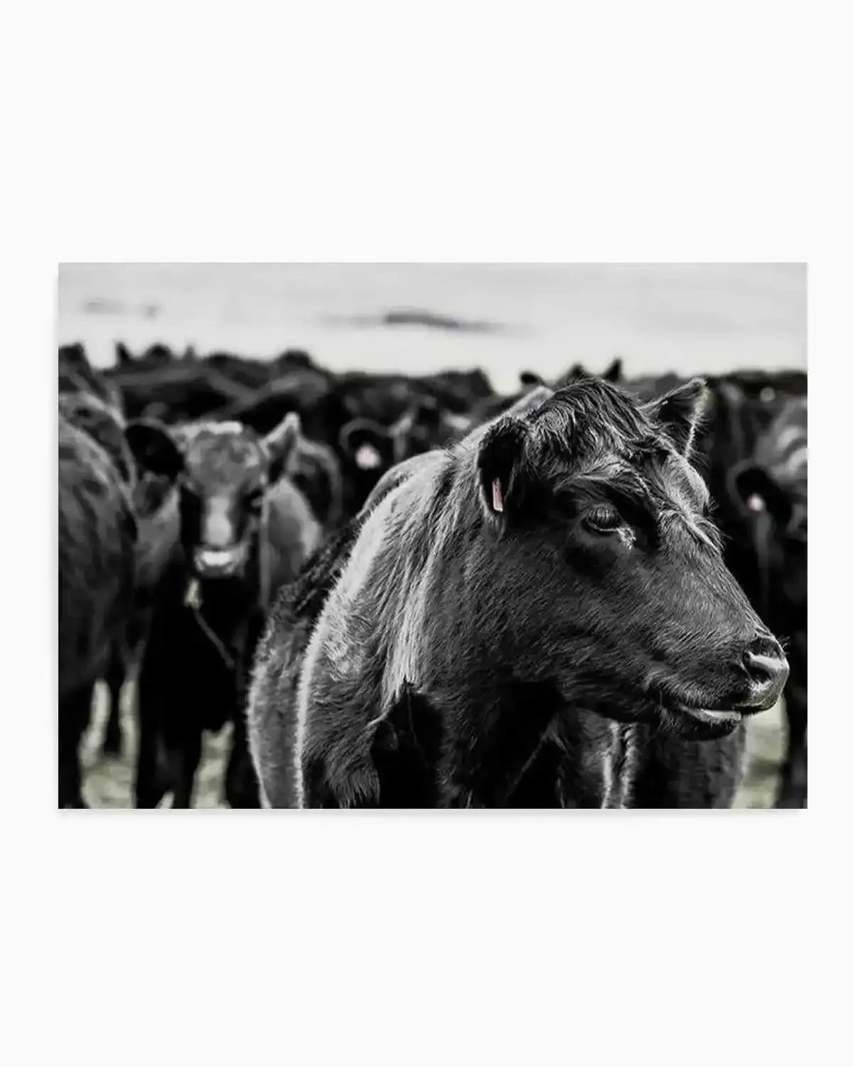 Herd | LS Art Print from Olive et Oriel where you can shop wallpaper and artworks online