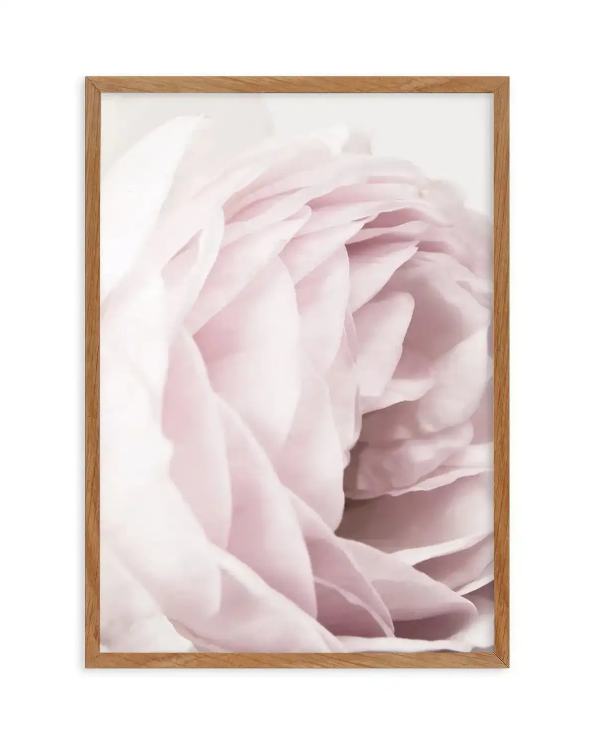 Heritage Rose Art Print-PRINT-Olive et Oriel-Olive et Oriel-50x70 cm | 19.6" x 27.5"-Walnut-With White Border-Buy-Australian-Art-Prints-Online-with-Olive-et-Oriel-Your-Artwork-Specialists-Austrailia-Decorate-With-Coastal-Photo-Wall-Art-Prints-From-Our-Beach-House-Artwork-Collection-Fine-Poster-and-Framed-Artwork