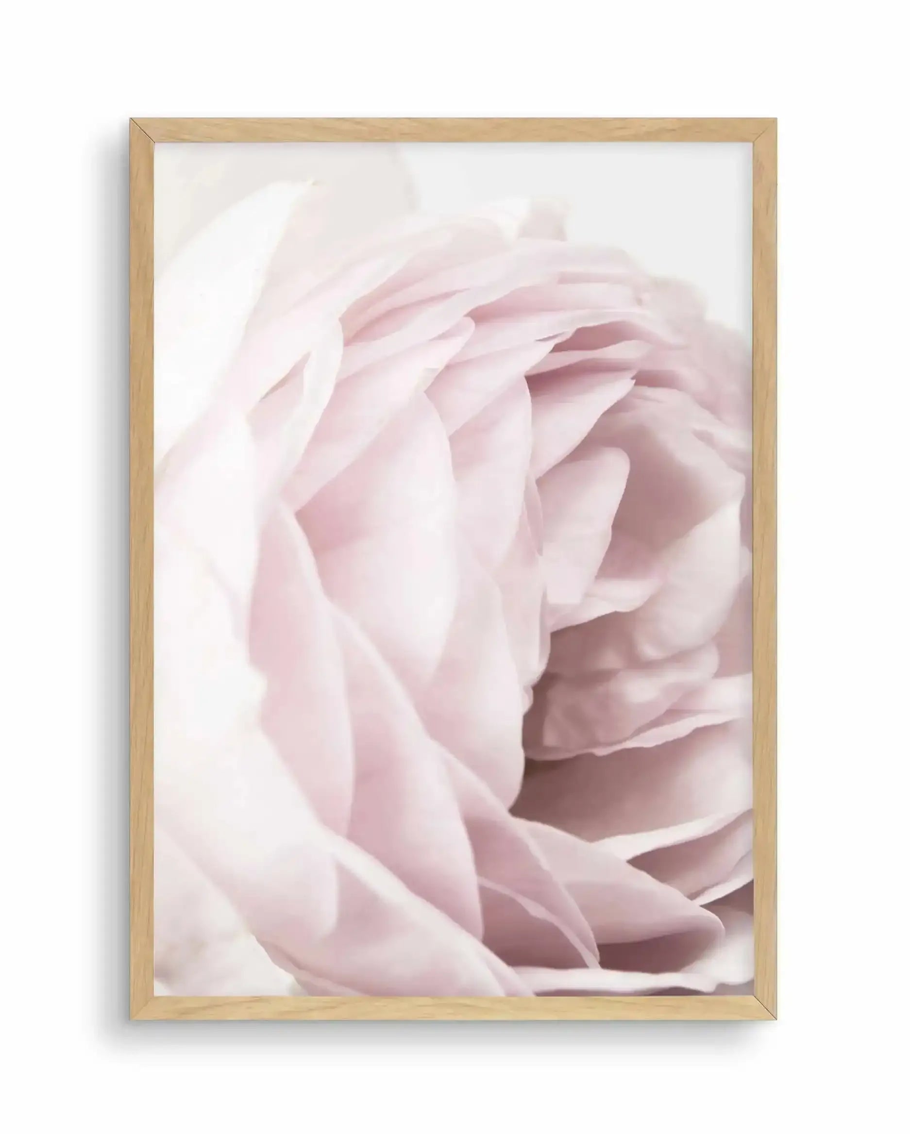 Heritage Rose Art Print-PRINT-Olive et Oriel-Olive et Oriel-A4 | 8.3" x 11.7" | 21 x 29.7cm-Oak-With White Border-Buy-Australian-Art-Prints-Online-with-Olive-et-Oriel-Your-Artwork-Specialists-Austrailia-Decorate-With-Coastal-Photo-Wall-Art-Prints-From-Our-Beach-House-Artwork-Collection-Fine-Poster-and-Framed-Artwork