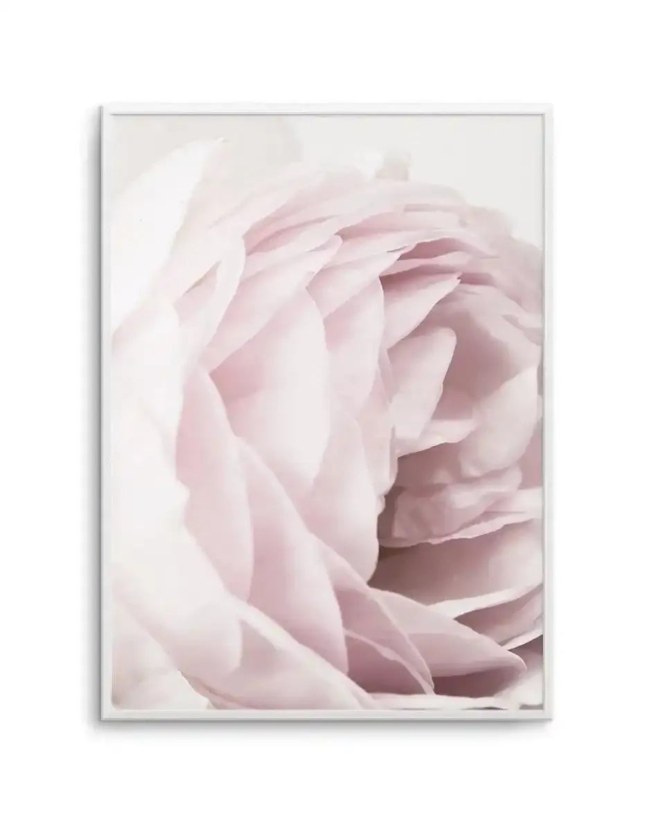 Heritage Rose Art Print-PRINT-Olive et Oriel-Olive et Oriel-A5 | 5.8" x 8.3" | 14.8 x 21cm-Unframed Art Print-With White Border-Buy-Australian-Art-Prints-Online-with-Olive-et-Oriel-Your-Artwork-Specialists-Austrailia-Decorate-With-Coastal-Photo-Wall-Art-Prints-From-Our-Beach-House-Artwork-Collection-Fine-Poster-and-Framed-Artwork