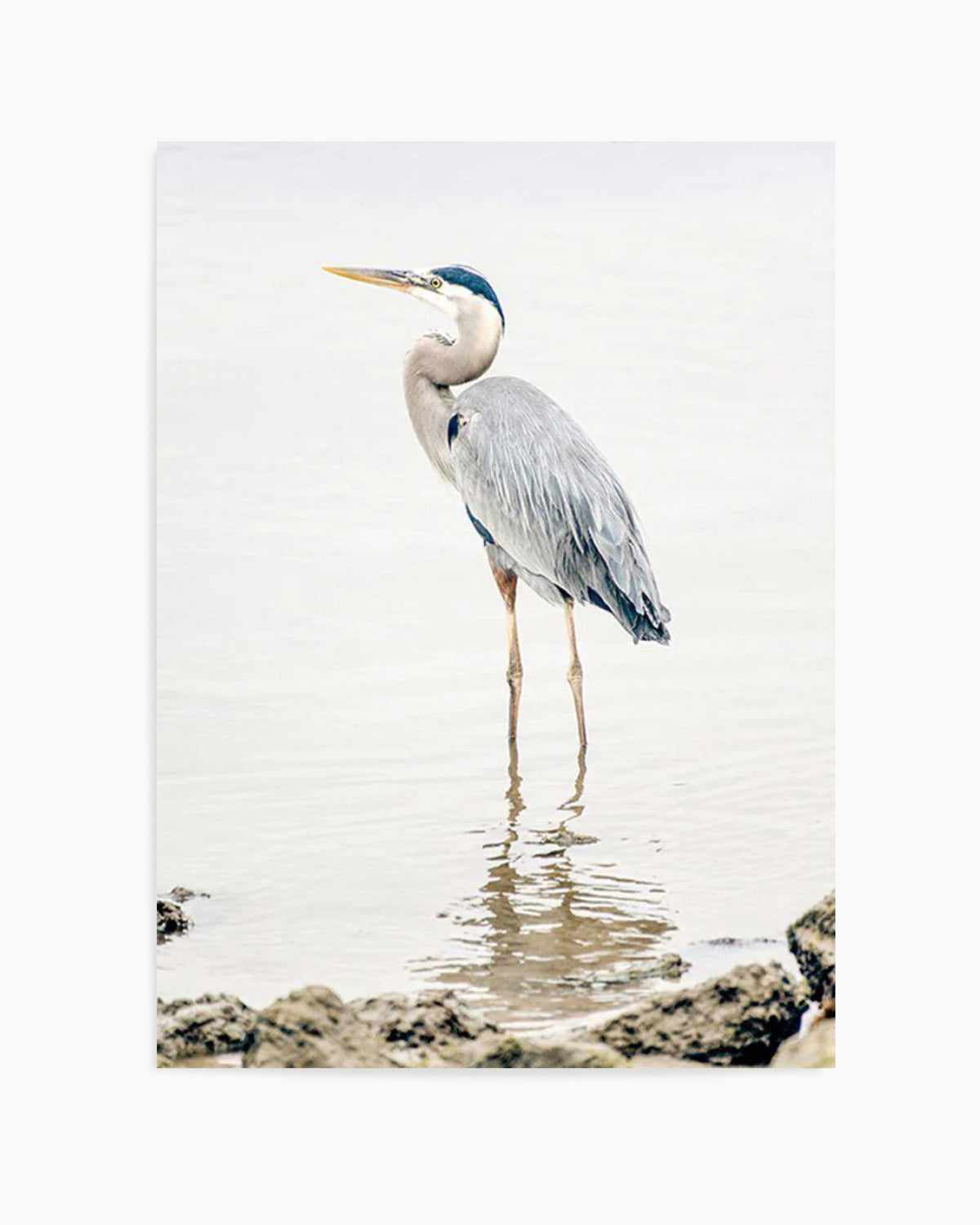 Heron No II Art Print