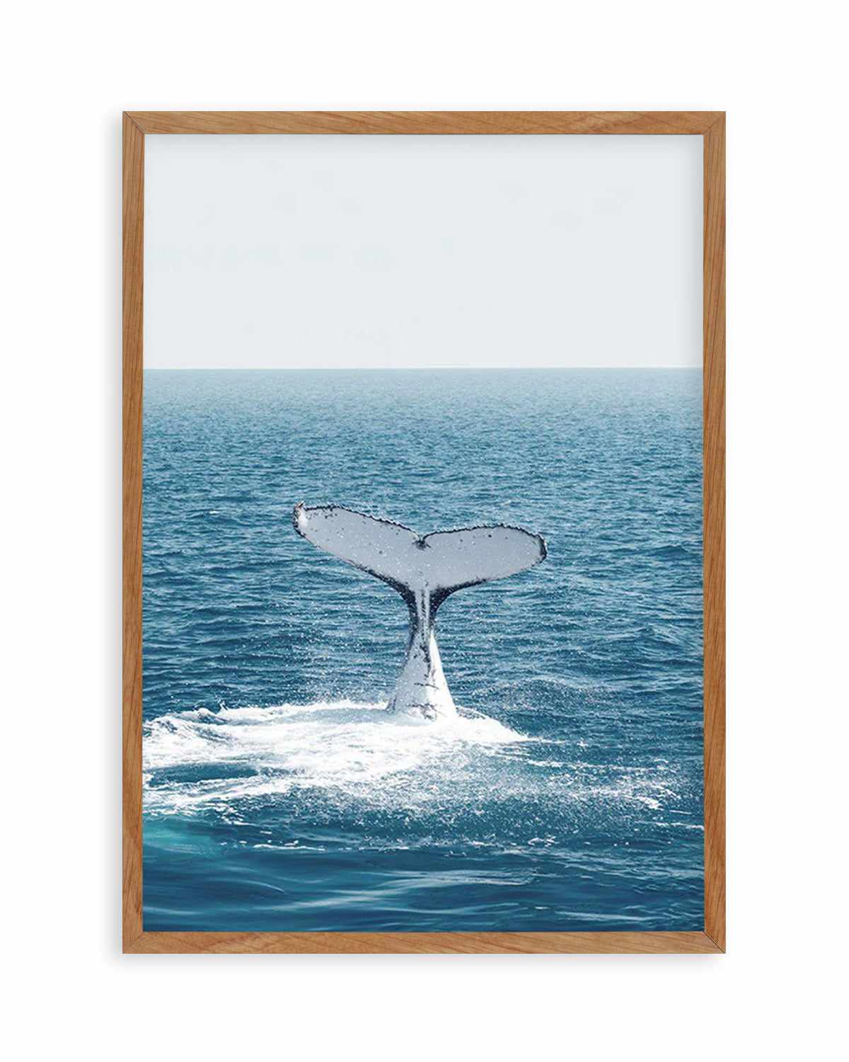 Hervey Bay Whale Art Print