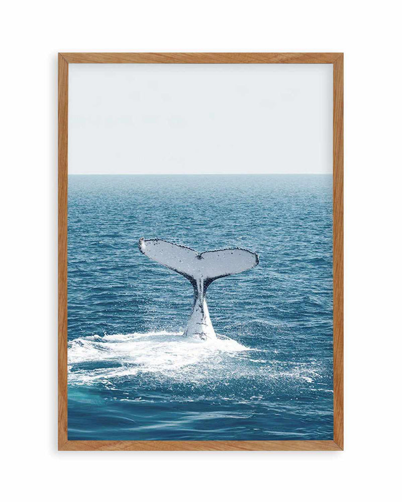 Hervey Bay Whale Art Print