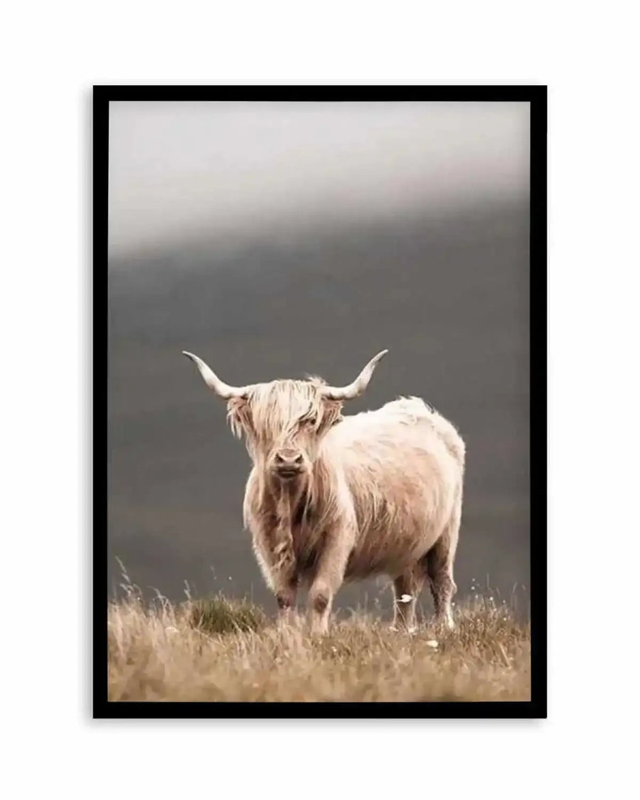 Framed photograph of a Highland cow standing in a field of dry grass, with a black frame and white border. The cow has long, shaggy, light cream-colored hair covering its eyes and body, and prominent horns curving upwards. The background is a muted, misty grey, suggesting an overcast sky or fog.
