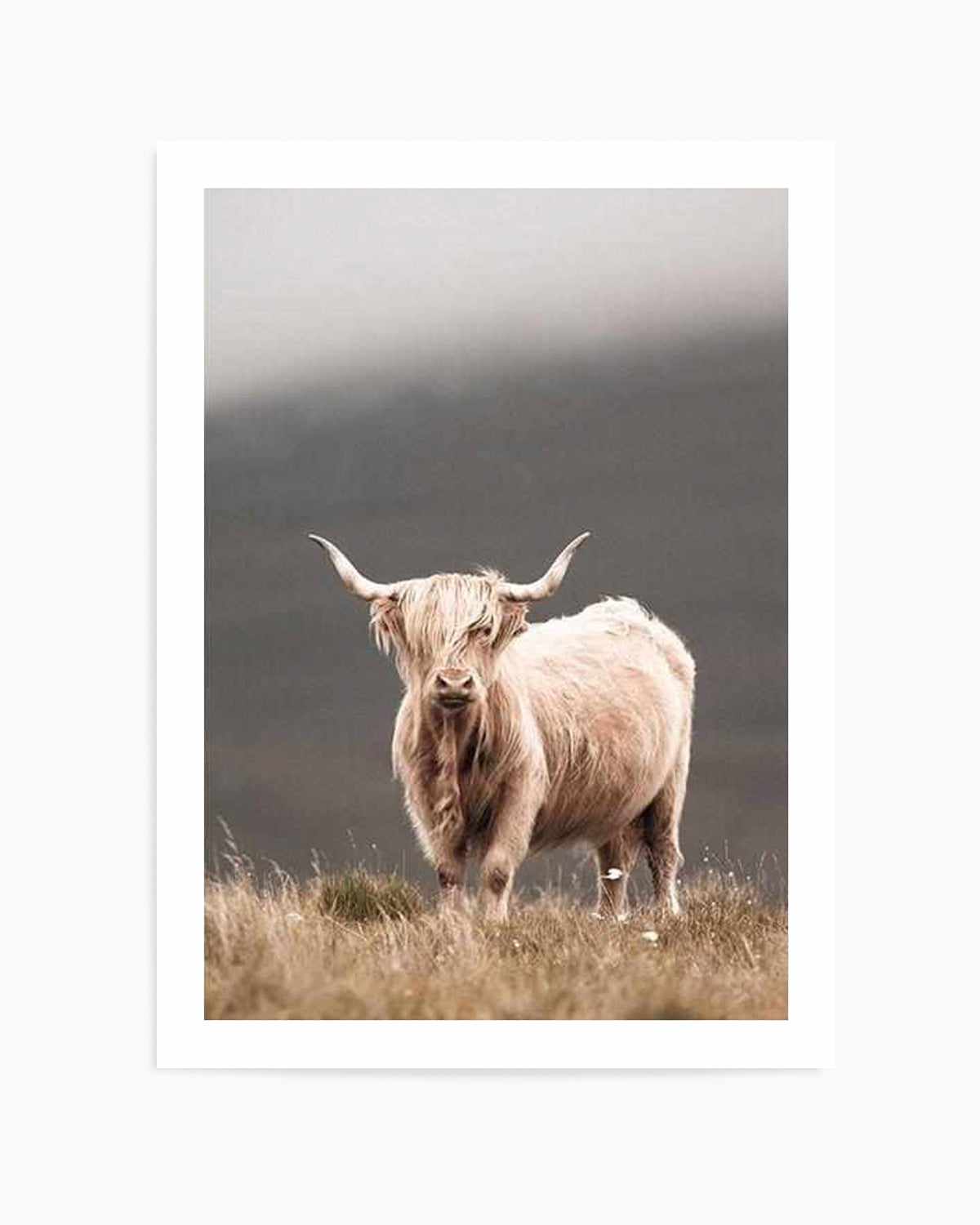 Highland Cow Art Print