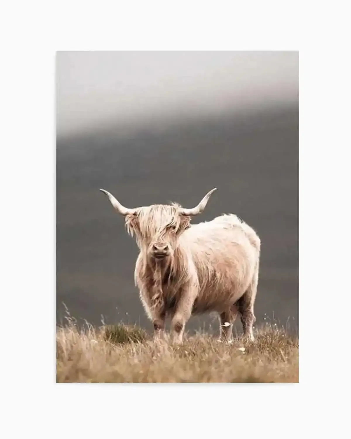 Highland Cow Art Print from Olive et Oriel where you can shop wallpaper and artworks online