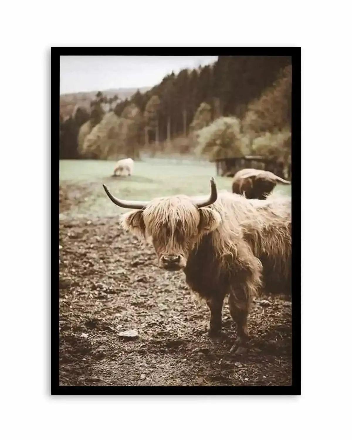 Highland Field Art Print from Olive et Oriel where you can shop wallpaper and artworks online