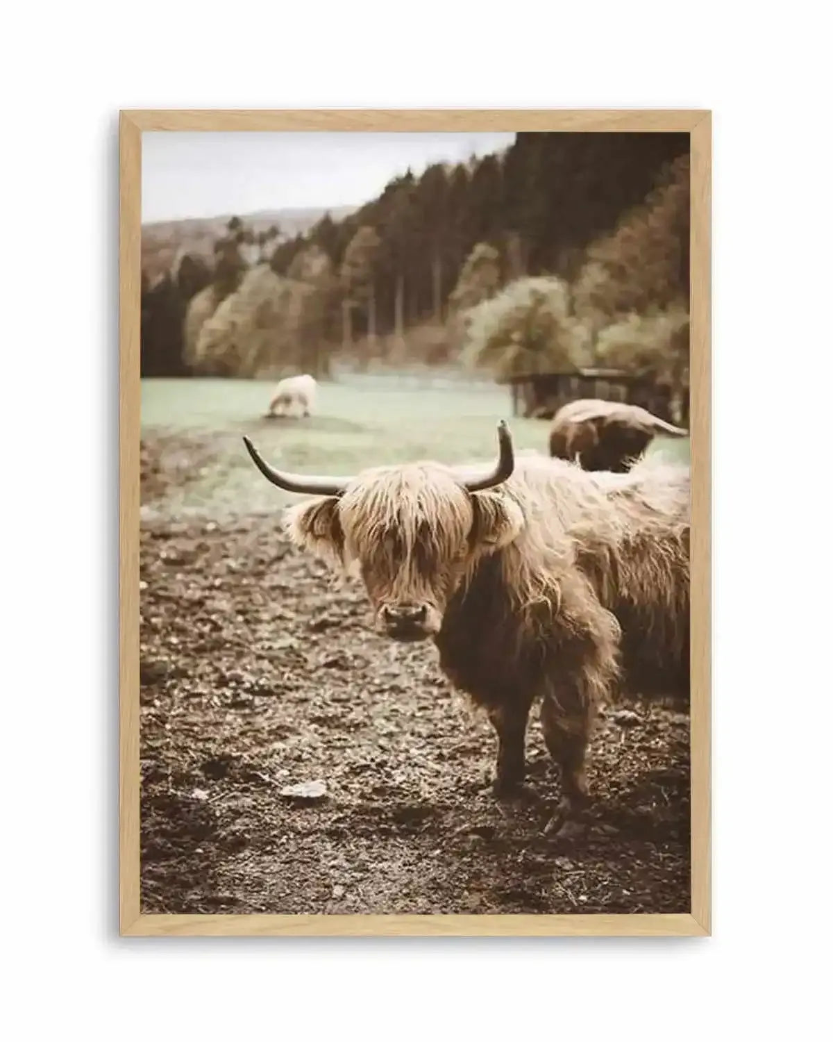 Highland Field Art Print from Olive et Oriel where you can shop wallpaper and artworks online