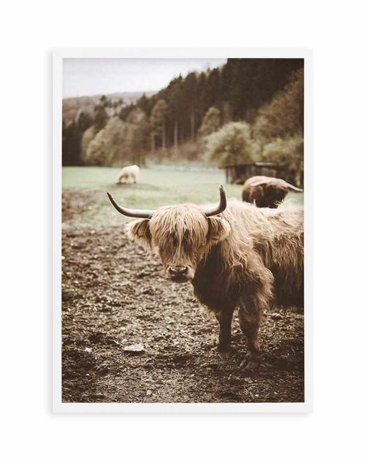 Highland Field Art Print