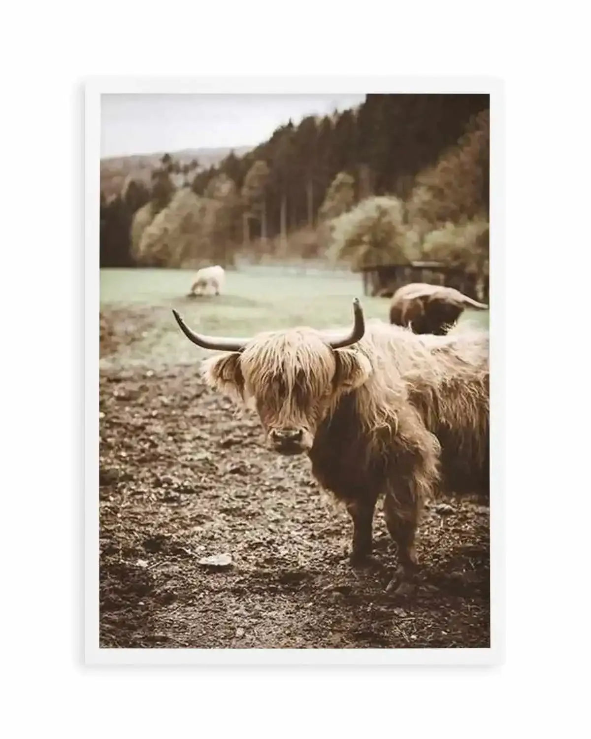 Highland Field Art Print from Olive et Oriel where you can shop wallpaper and artworks online