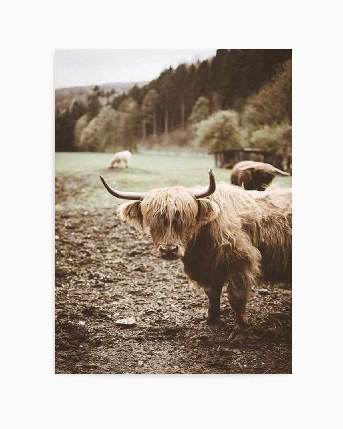 Highland Field Art Print