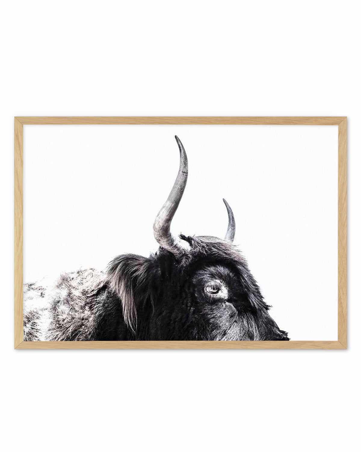 Highland Stare Art Print