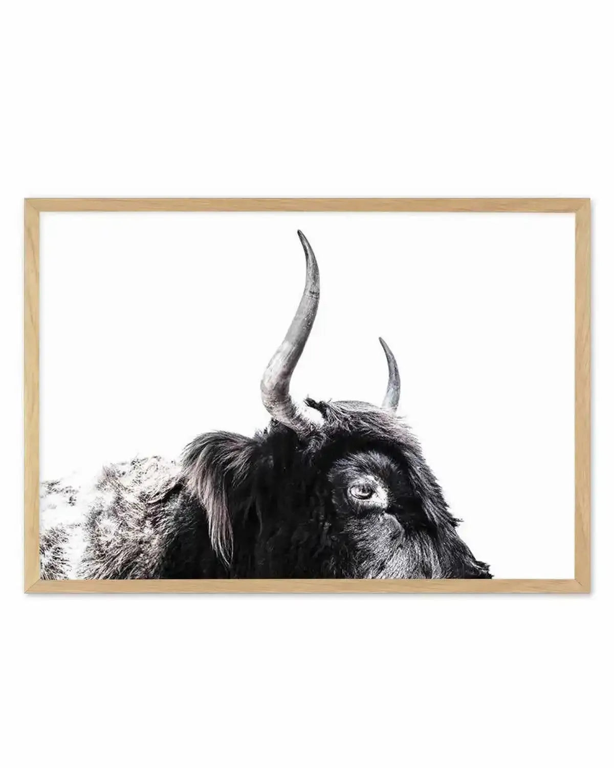 Highland Stare Art Print from Olive et Oriel where you can shop wallpaper and artworks online