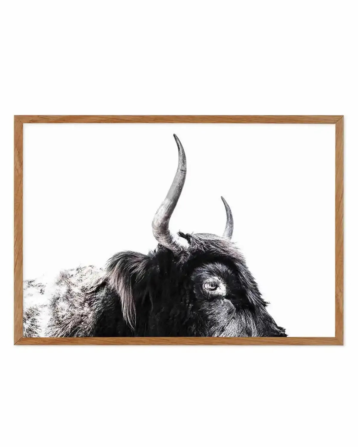Highland Stare Art Print from Olive et Oriel where you can shop wallpaper and artworks online