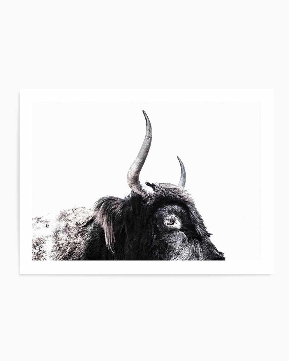 Highland Stare Art Print