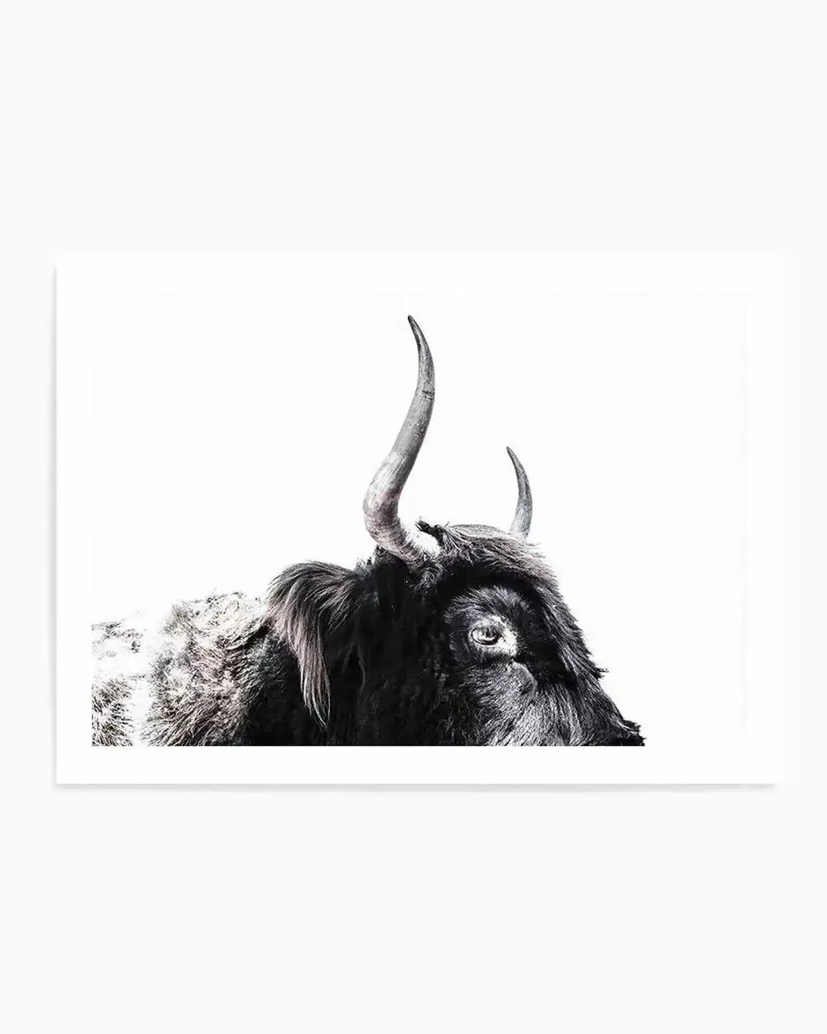 Highland Stare Art Print from Olive et Oriel where you can shop wallpaper and artworks online