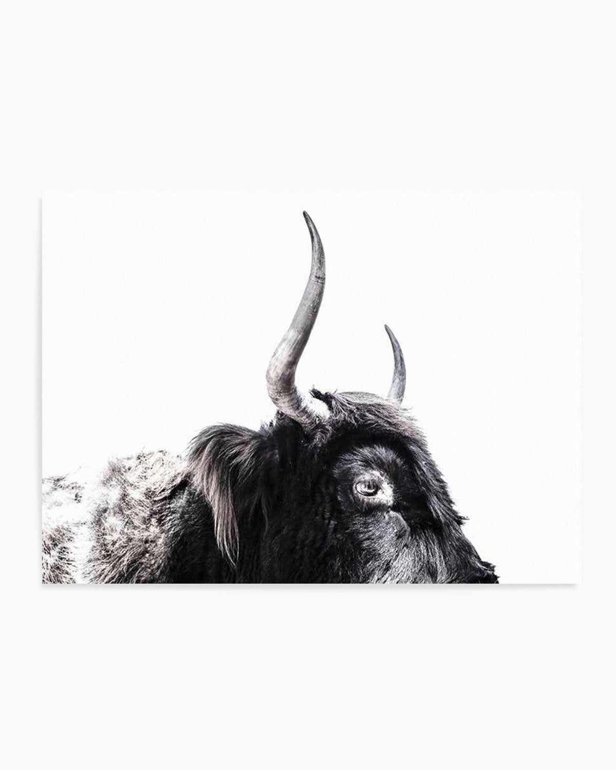 Highland Stare Art Print