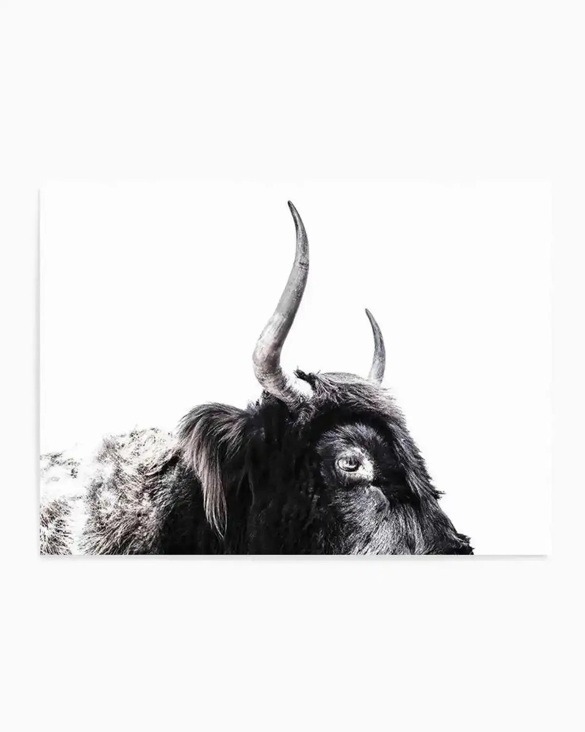 Highland Stare Art Print from Olive et Oriel where you can shop wallpaper and artworks online