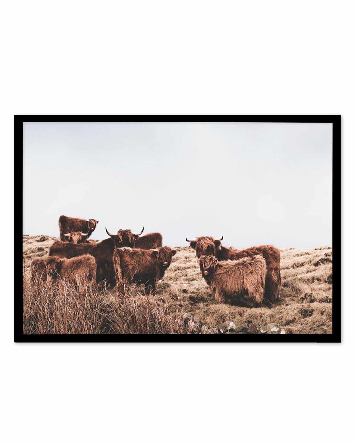 Highlander Herd | LS Art Print