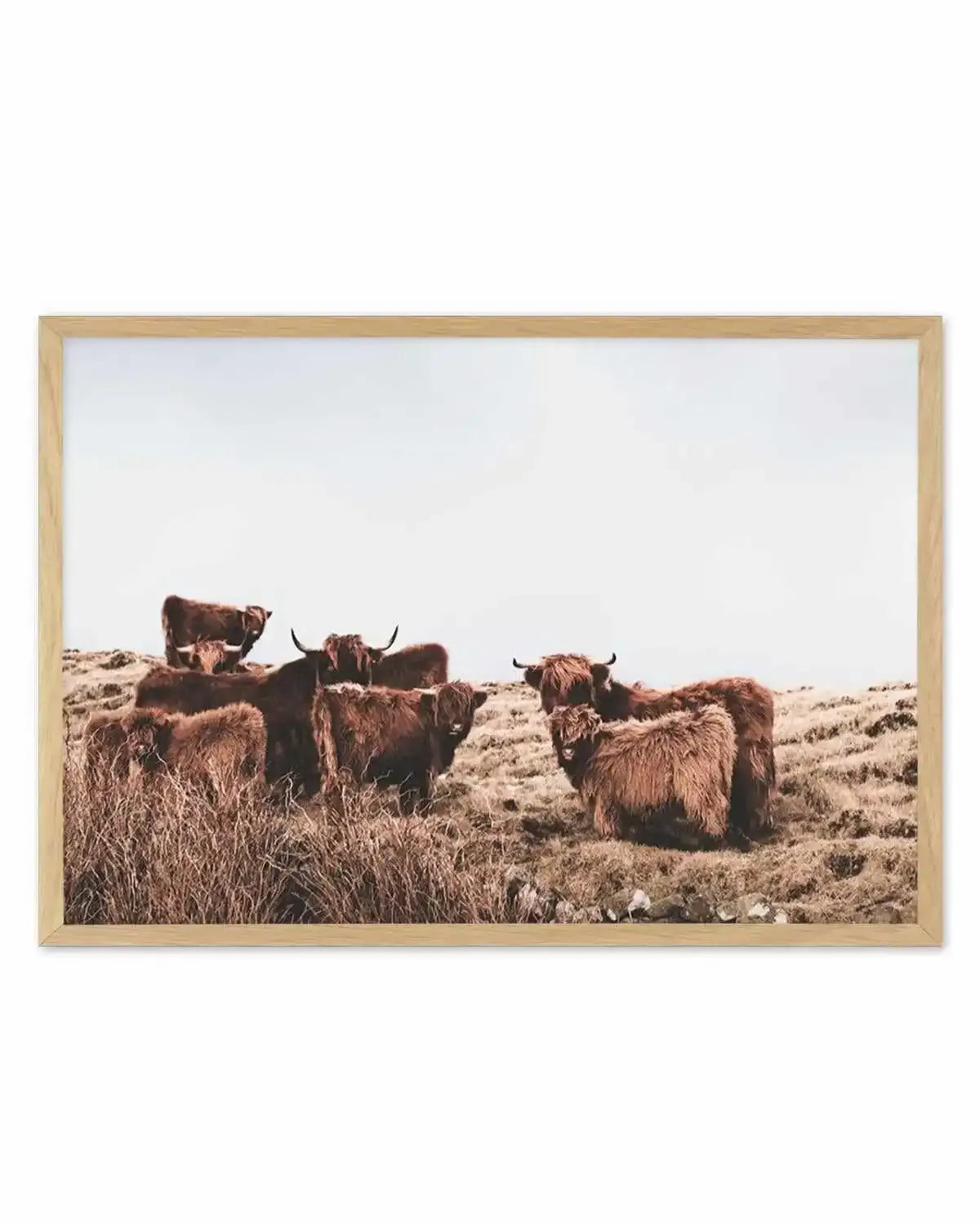 Highlander Herd | LS Art Print from Olive et Oriel where you can shop wallpaper and artworks online