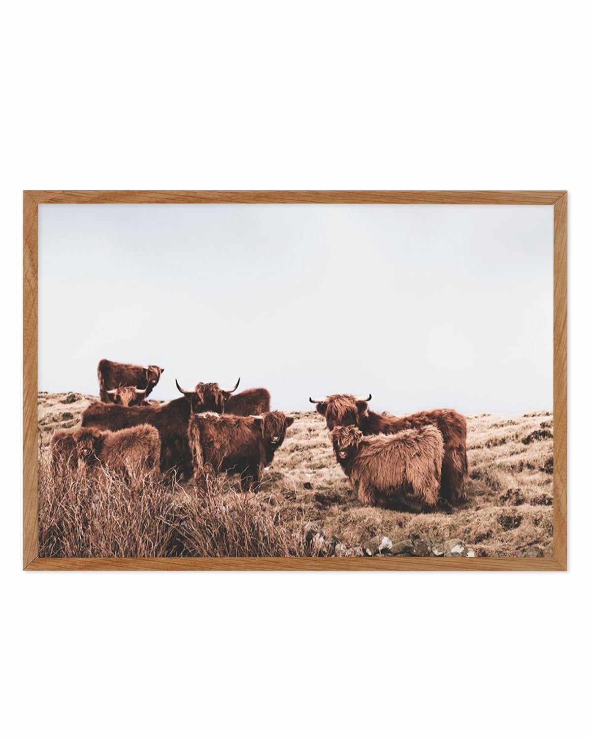 Highlander Herd | LS Art Print