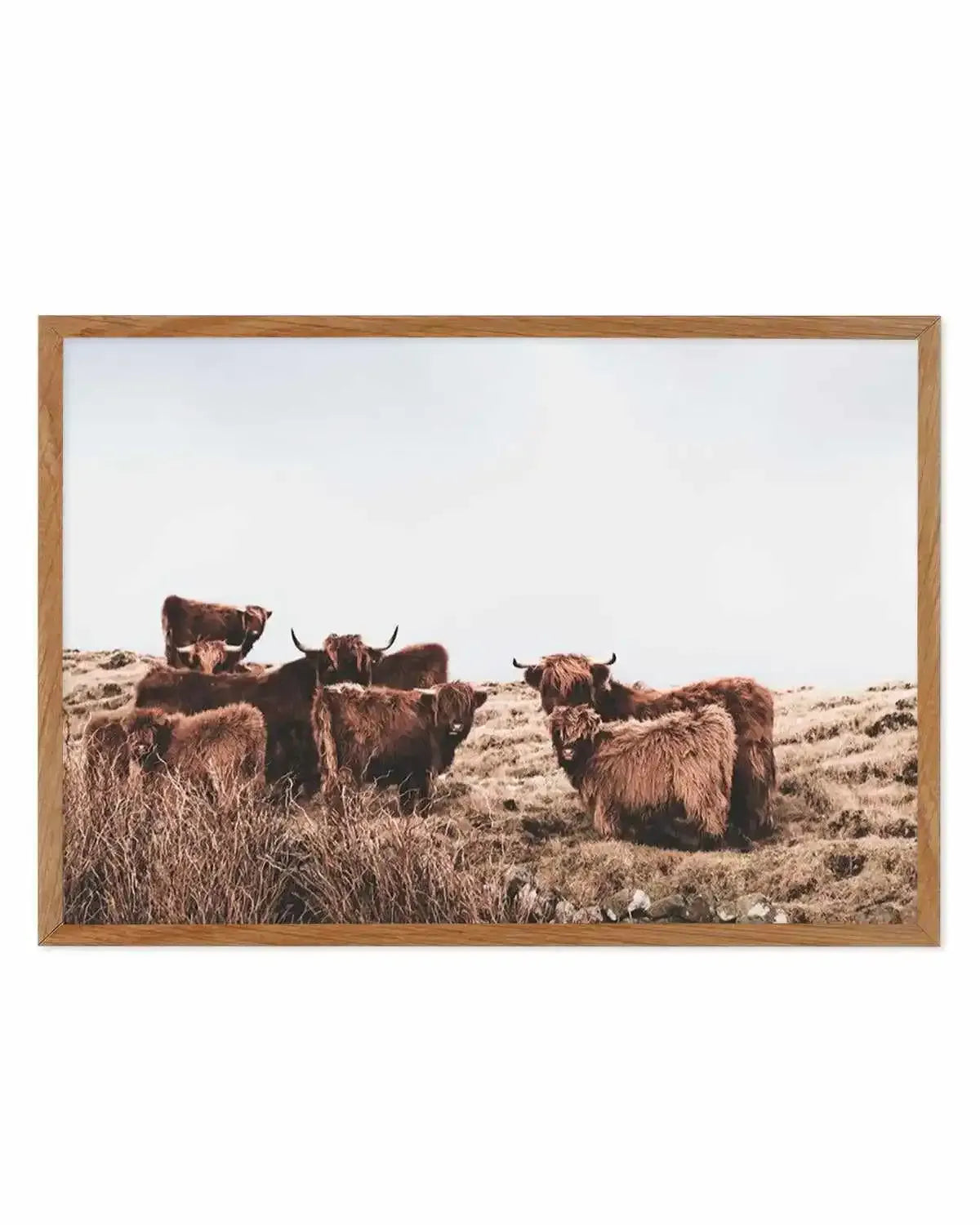 Highlander Herd | LS Art Print from Olive et Oriel where you can shop wallpaper and artworks online