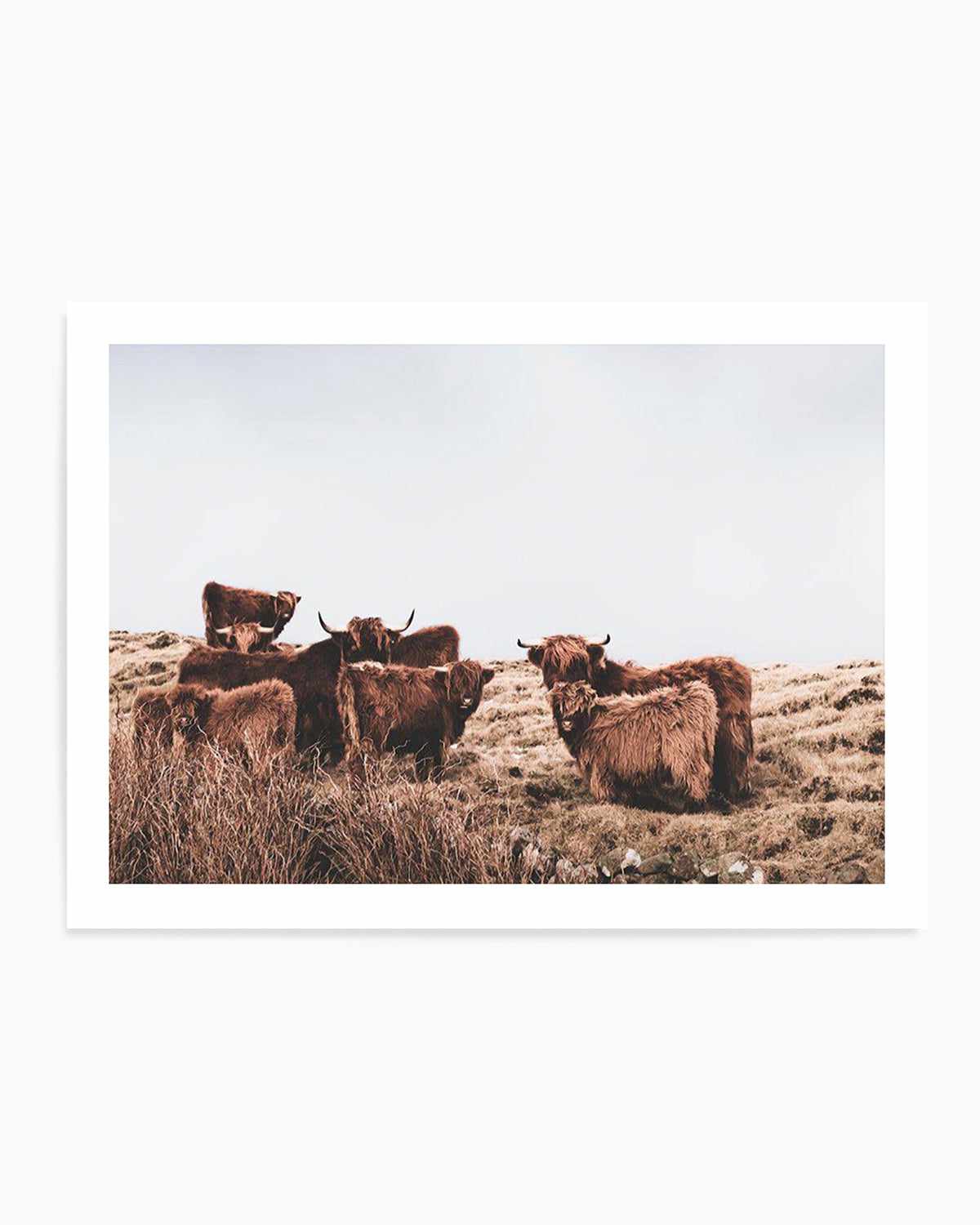 Highlander Herd | LS Art Print