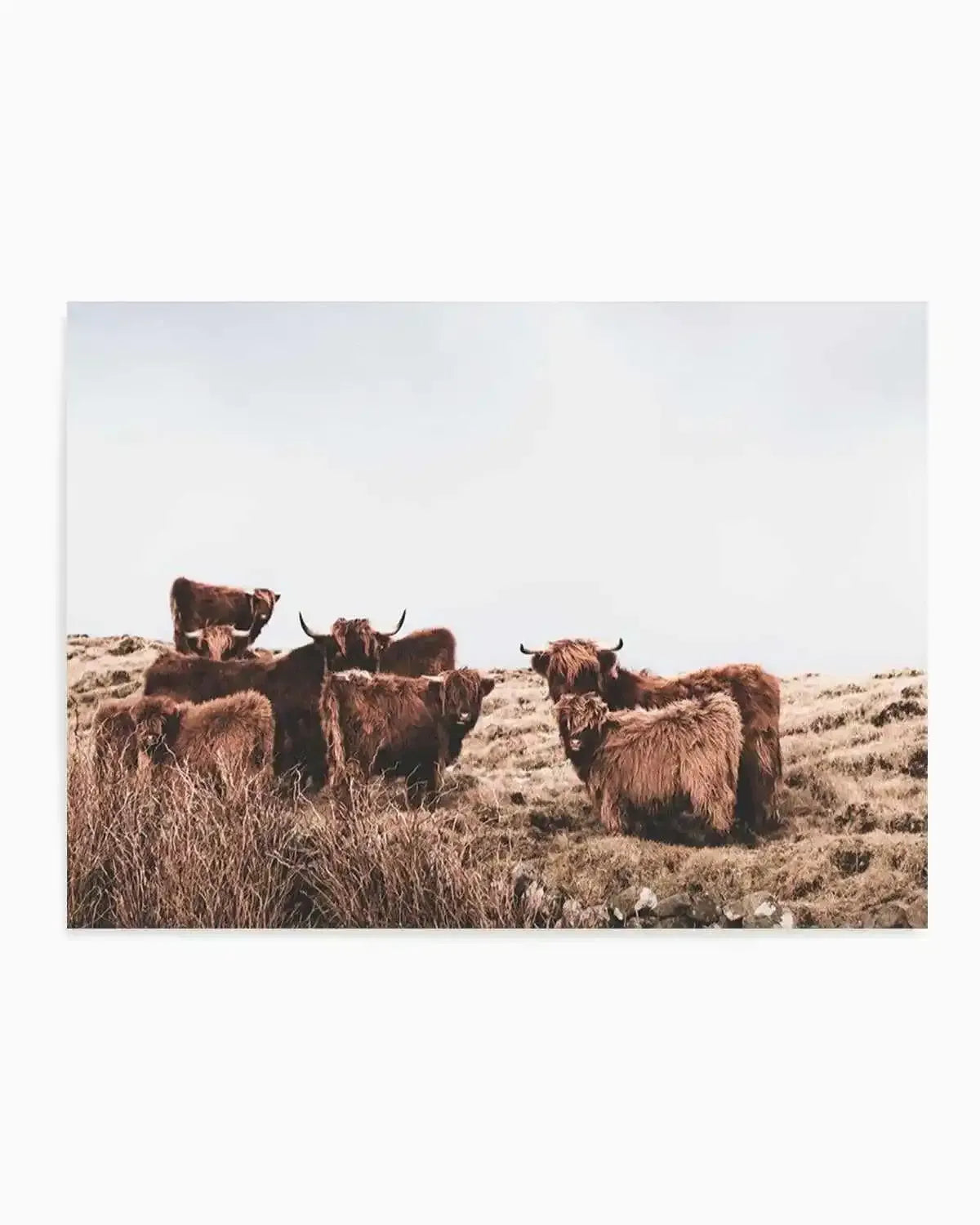 Highlander Herd | LS Art Print from Olive et Oriel where you can shop wallpaper and artworks online