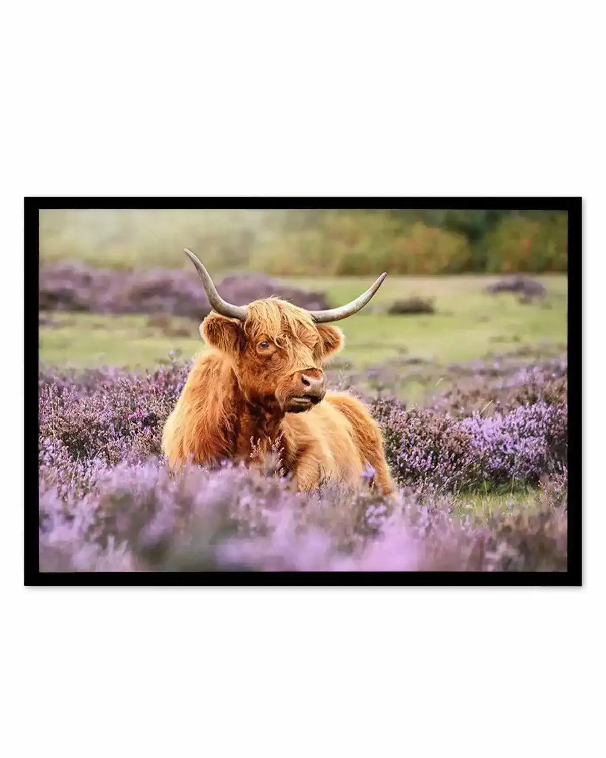 Highlander in the Meadow Art Print from Olive et Oriel where you can shop wallpaper and artworks online