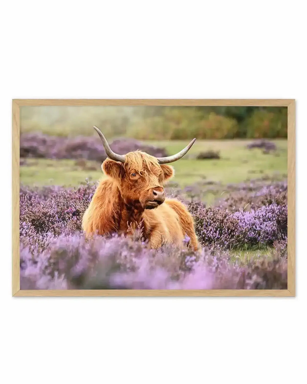 Highlander in the Meadow Art Print from Olive et Oriel where you can shop wallpaper and artworks online