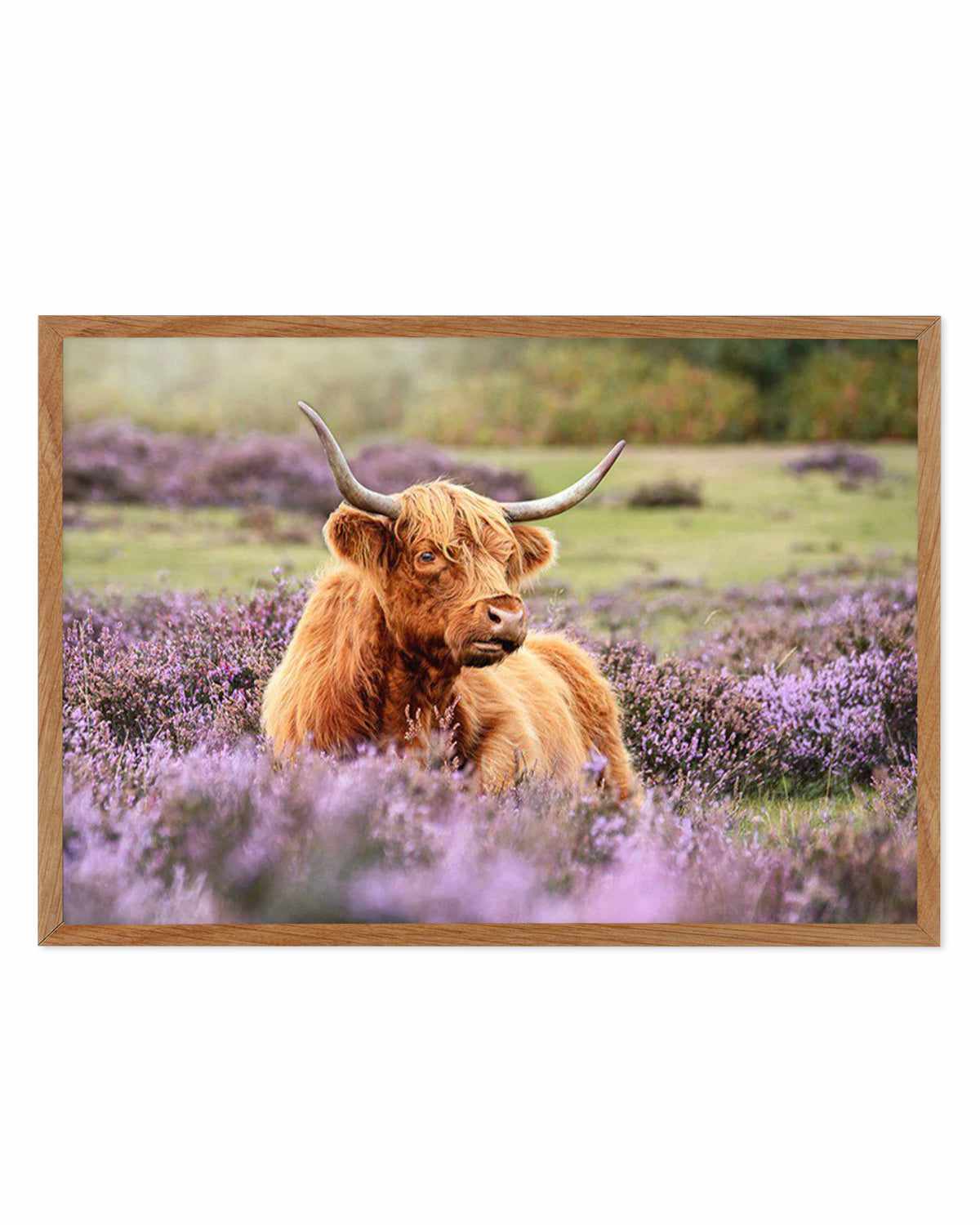 Highlander in the Meadow Art Print