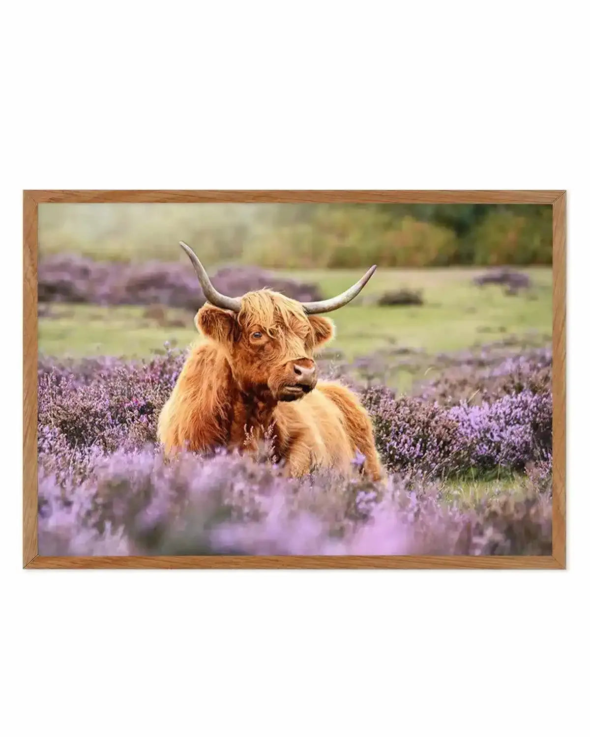 Highlander in the Meadow Art Print from Olive et Oriel where you can shop wallpaper and artworks online