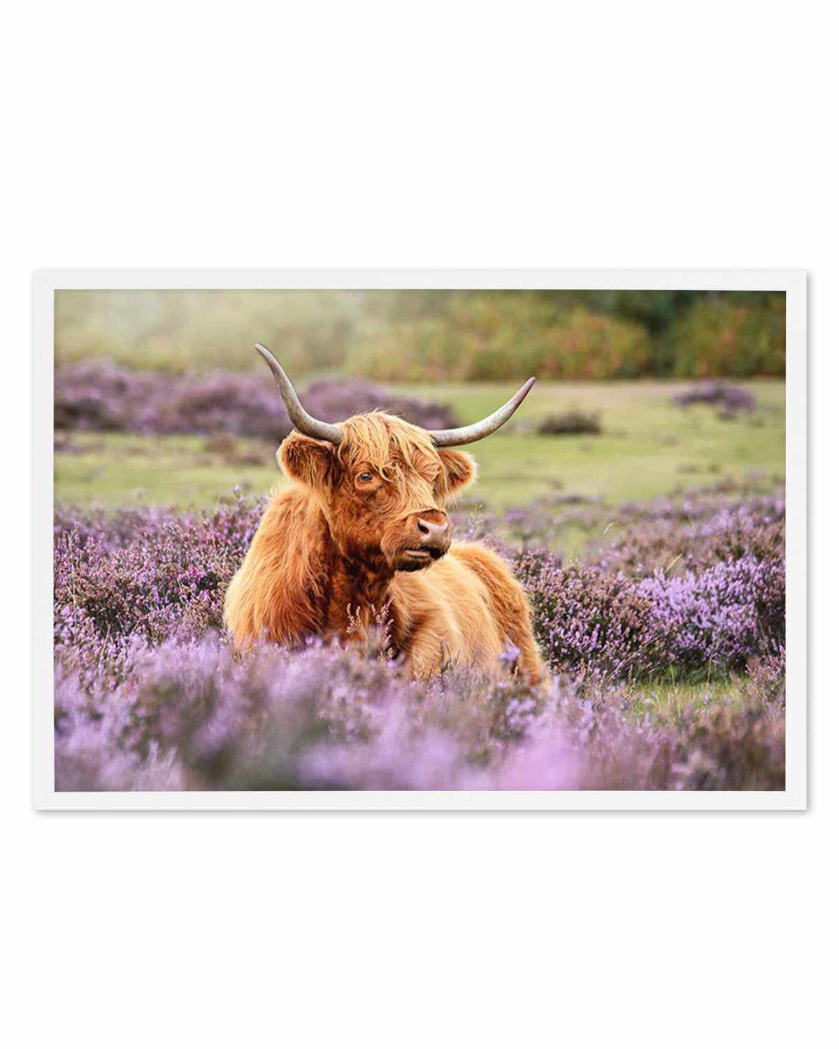 Highlander in the Meadow Art Print