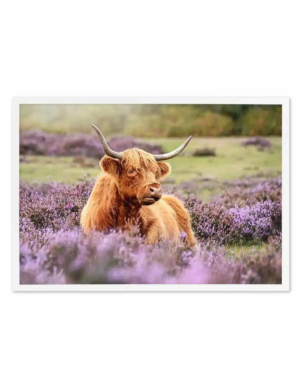 Highlander in the Meadow Art Print from Olive et Oriel where you can shop wallpaper and artworks online