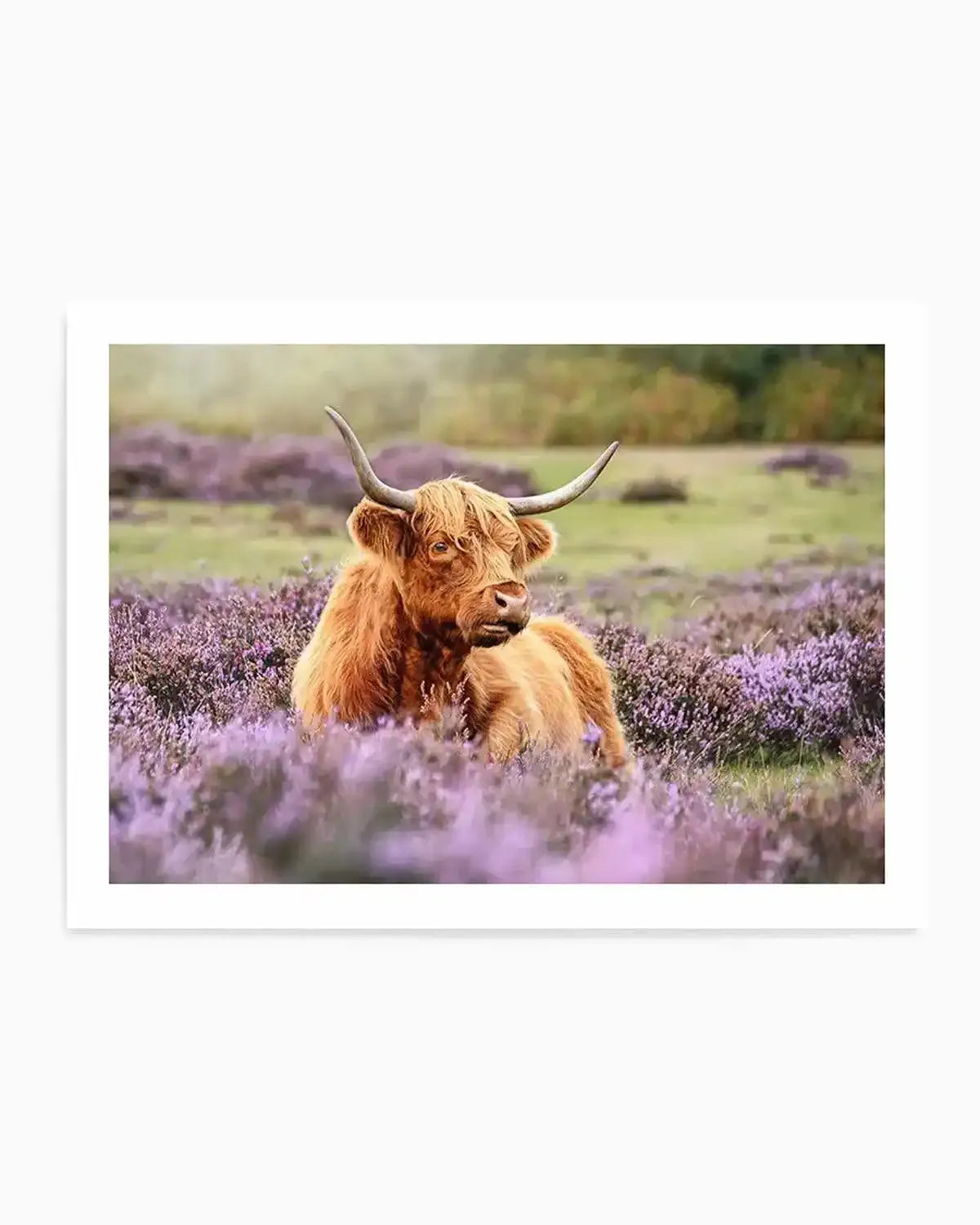 Highlander in the Meadow Art Print from Olive et Oriel where you can shop wallpaper and artworks online