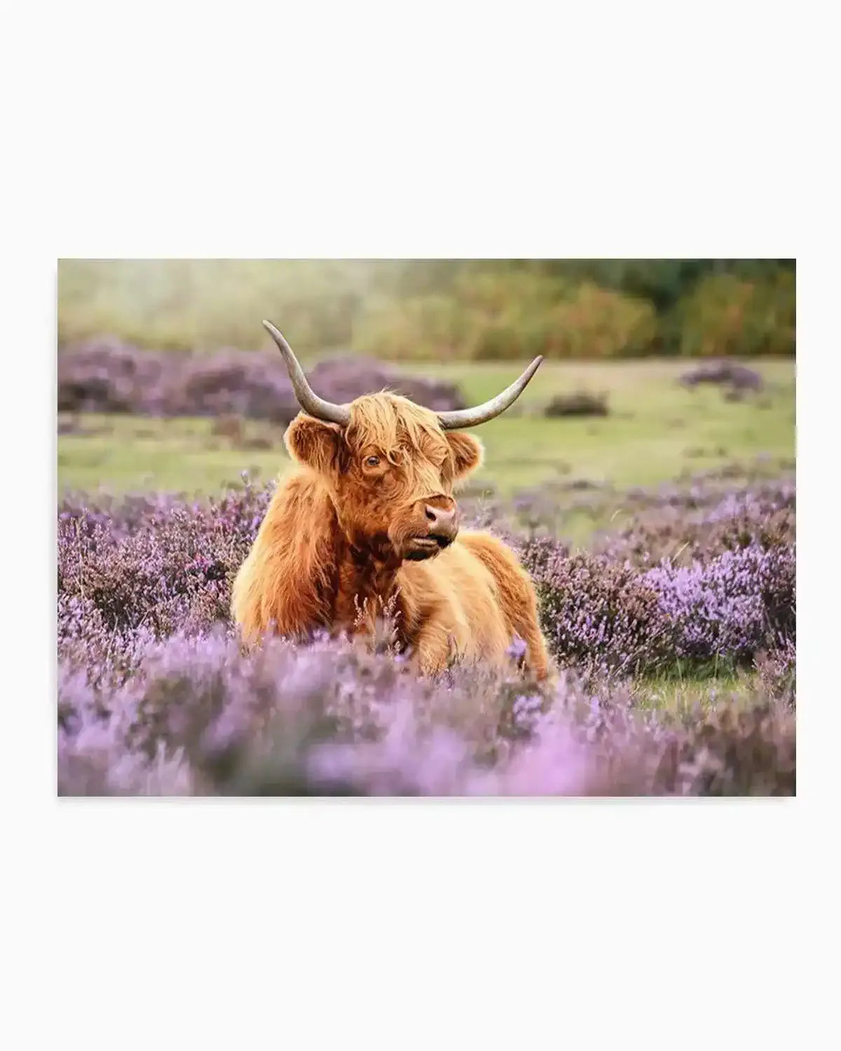 Highlander in the Meadow Art Print from Olive et Oriel where you can shop wallpaper and artworks online