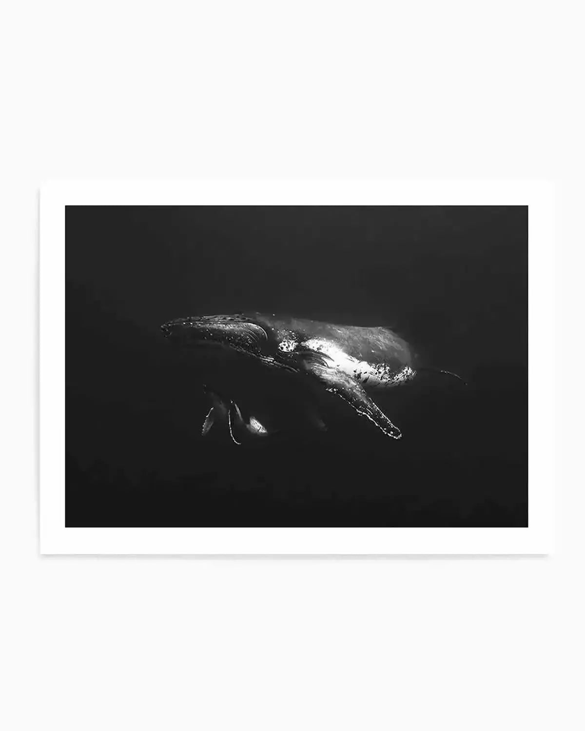 Humpback Whales II Art Print from Olive et Oriel where you can shop wallpaper and artworks online