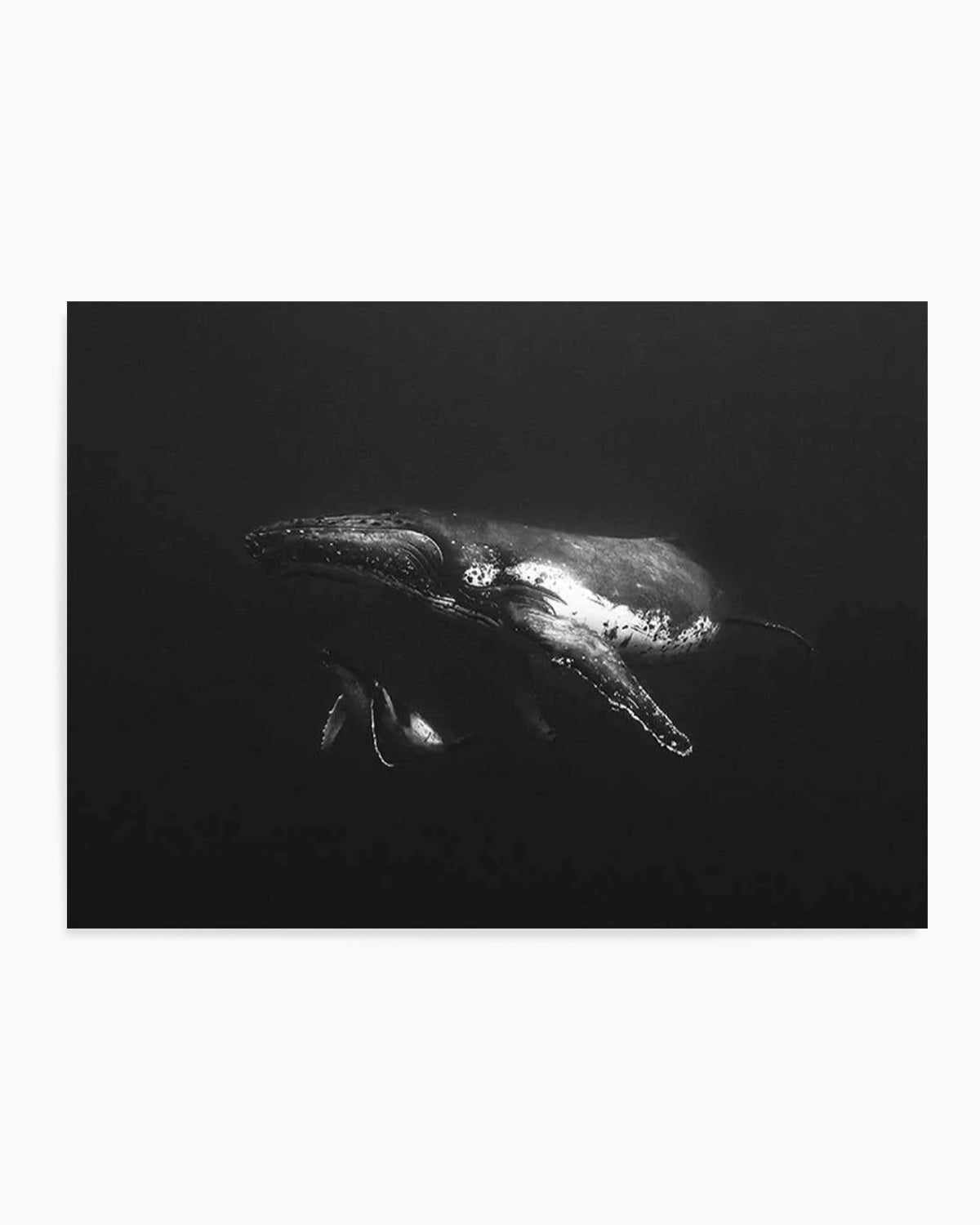 Humpback Whales II Art Print