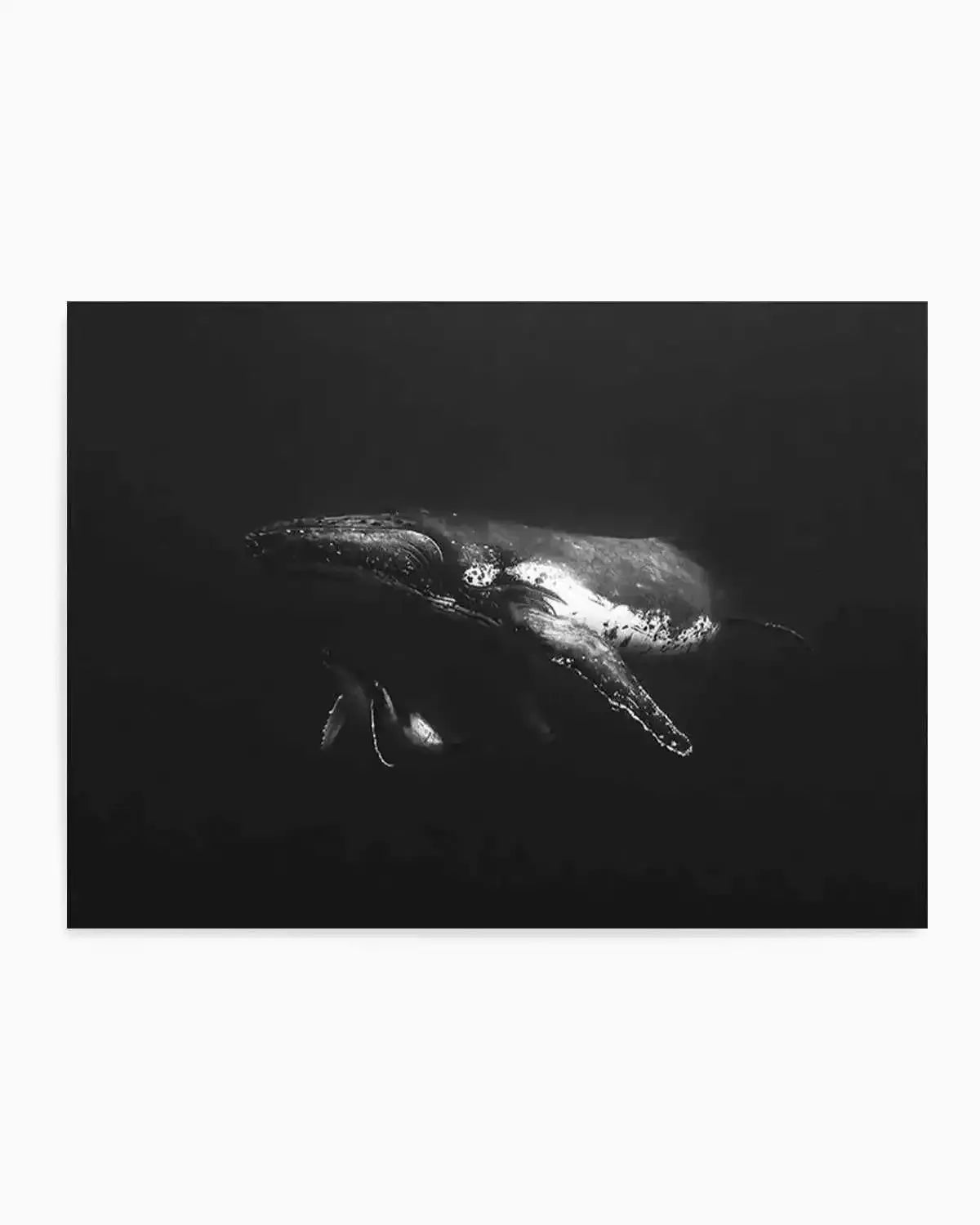 Humpback Whales II Art Print from Olive et Oriel where you can shop wallpaper and artworks online