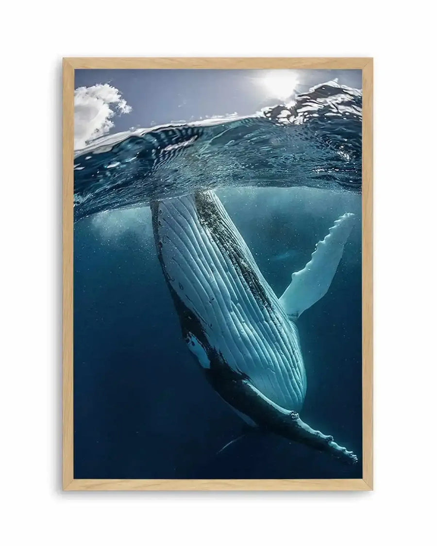 Framed photography art print capturing a humpback whale partially submerged in deep blue ocean water, with the sun shining brightly above the surface. The whale's white, ridged underside and dark top are visible, along with its large pectoral fin, as it swims downwards. The natural oak frame has a white border.