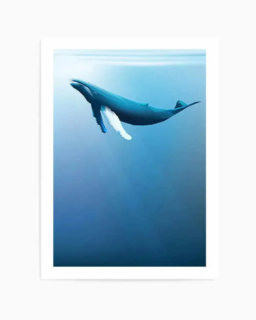 Art print featuring a humpback whale swimming diagonally upward through deep blue ocean water, shown in profile. The whale's dark blue-grey body contrasts with its white pectoral fins and underbelly. The background transitions from light cyan blue at the top to deeper teal and navy blue toward the bottom, creating depth. The artwork has a serene, underwater quality rendered in soft, photorealistic illustration style. Print is displayed in a white frame with white border against a light grey background.