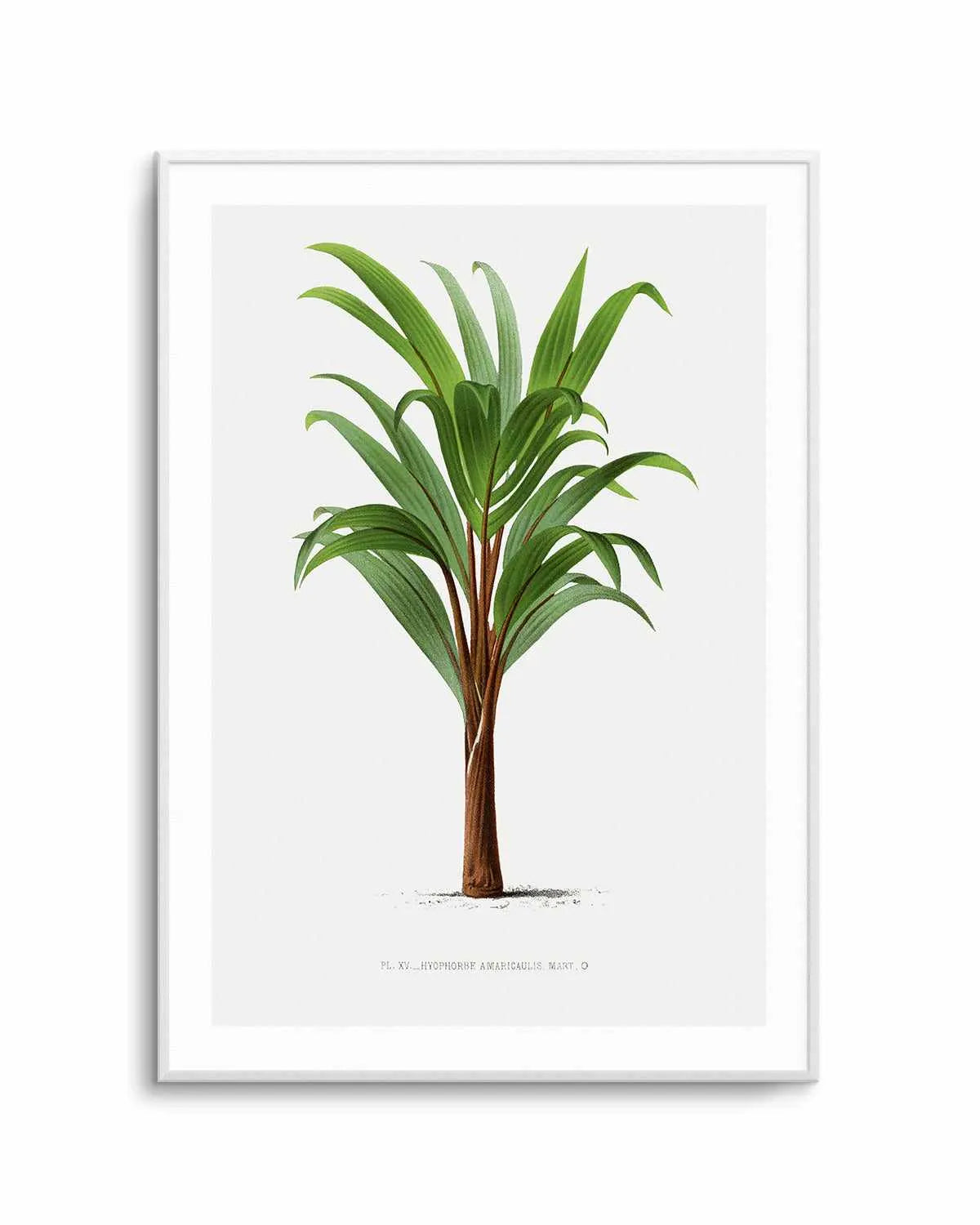 Hyophorbe Amaricaulis Vintage Palm Poster Art Print from Olive et Oriel where you can shop wallpaper and artworks online