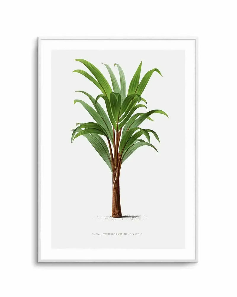 Hyophorbe Amaricaulis Vintage Palm Poster Art Print from Olive et Oriel where you can shop wallpaper and artworks online
