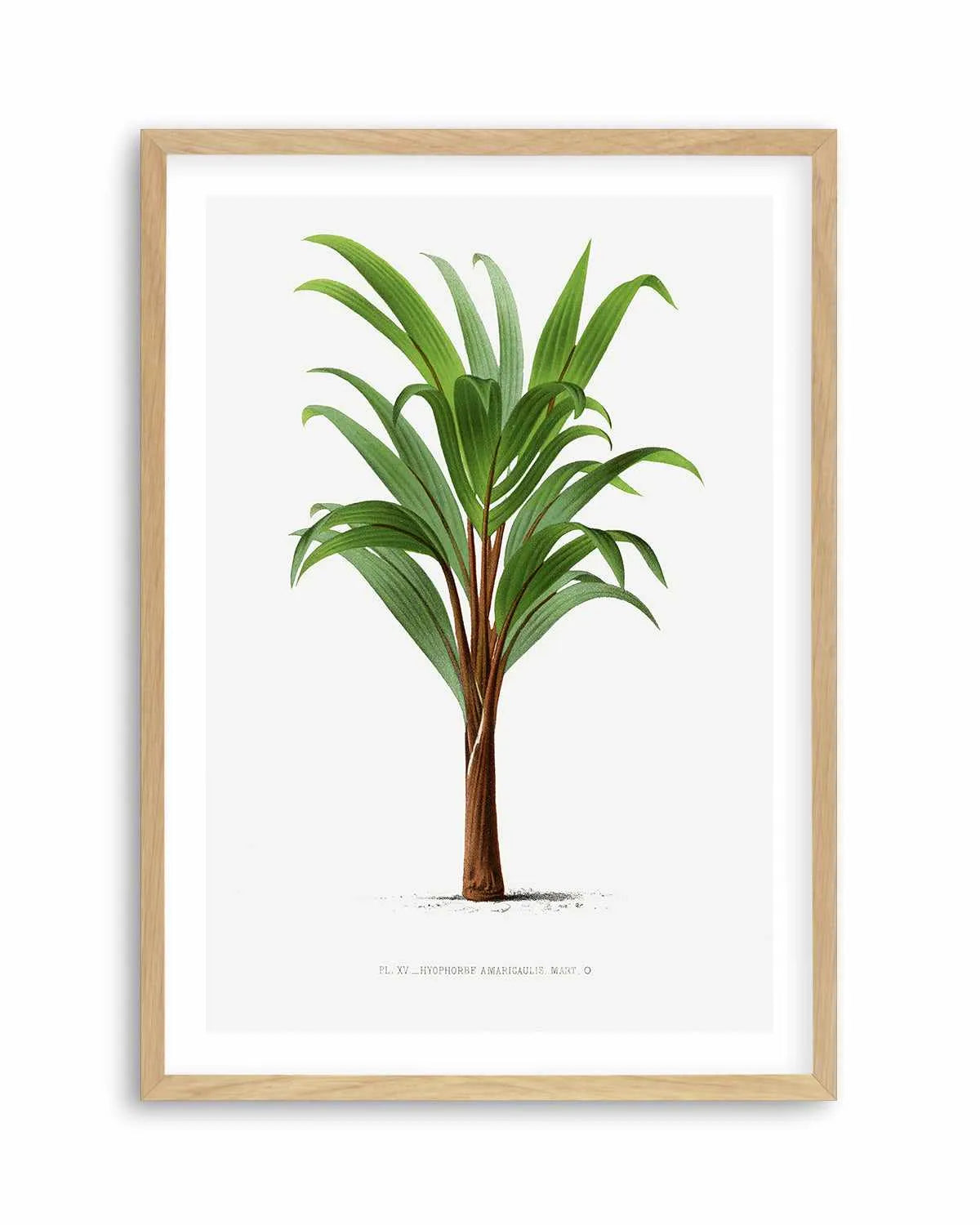 Hyophorbe Amaricaulis Vintage Palm Poster Art Print from Olive et Oriel where you can shop wallpaper and artworks online
