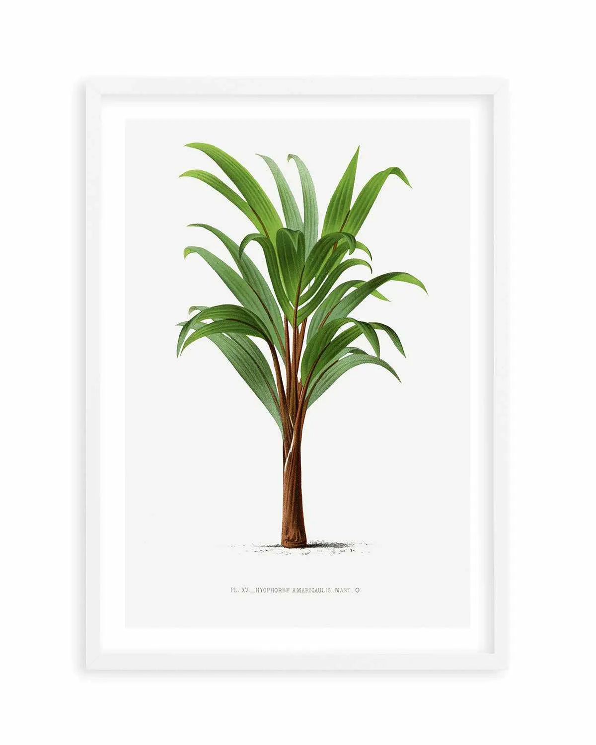 Hyophorbe Amaricaulis Vintage Palm Poster Art Print from Olive et Oriel where you can shop wallpaper and artworks online