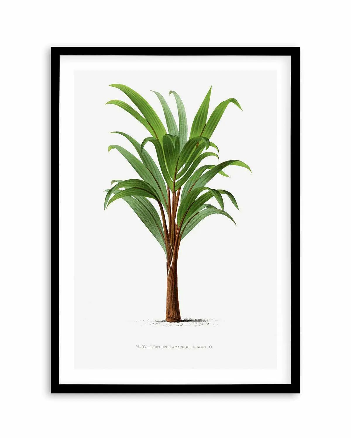 Hyophorbe Amaricaulis Vintage Palm Poster Art Print from Olive et Oriel where you can shop wallpaper and artworks online