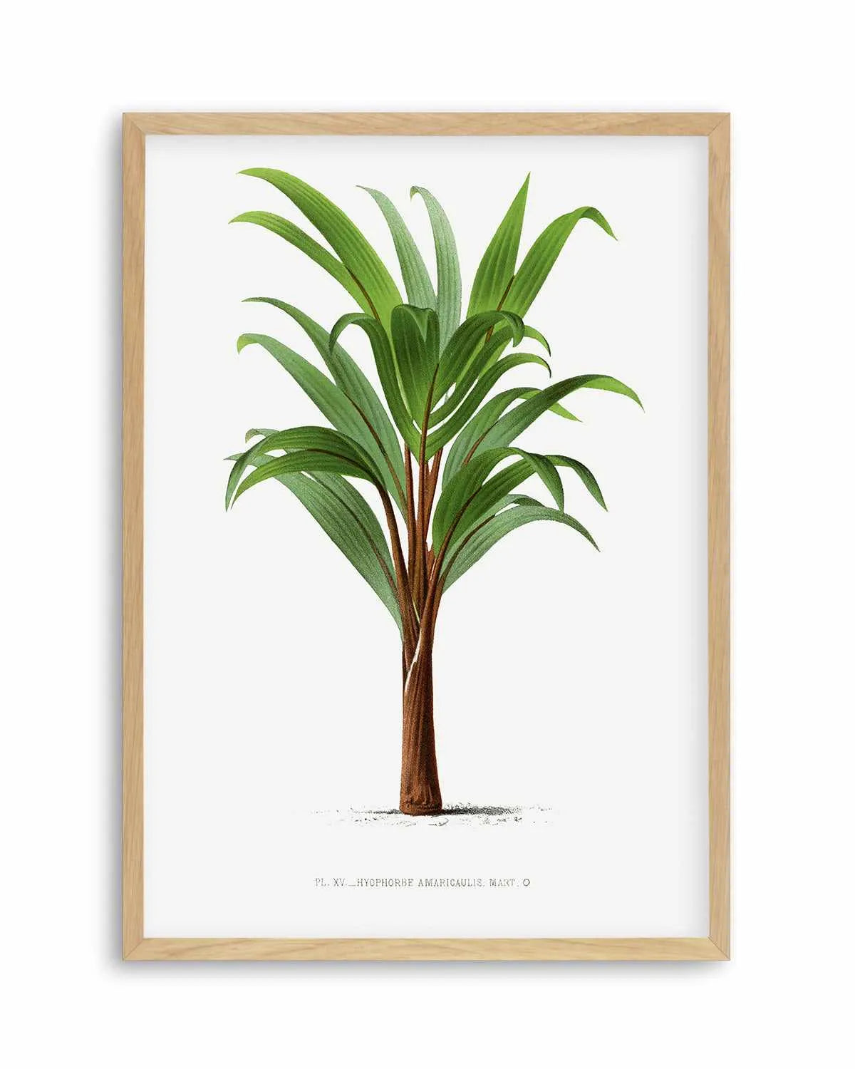 Hyophorbe Amaricaulis Vintage Palm Poster Art Print from Olive et Oriel where you can shop wallpaper and artworks online