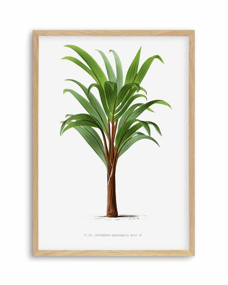 Hyophorbe Amaricaulis Vintage Palm Poster Art Print