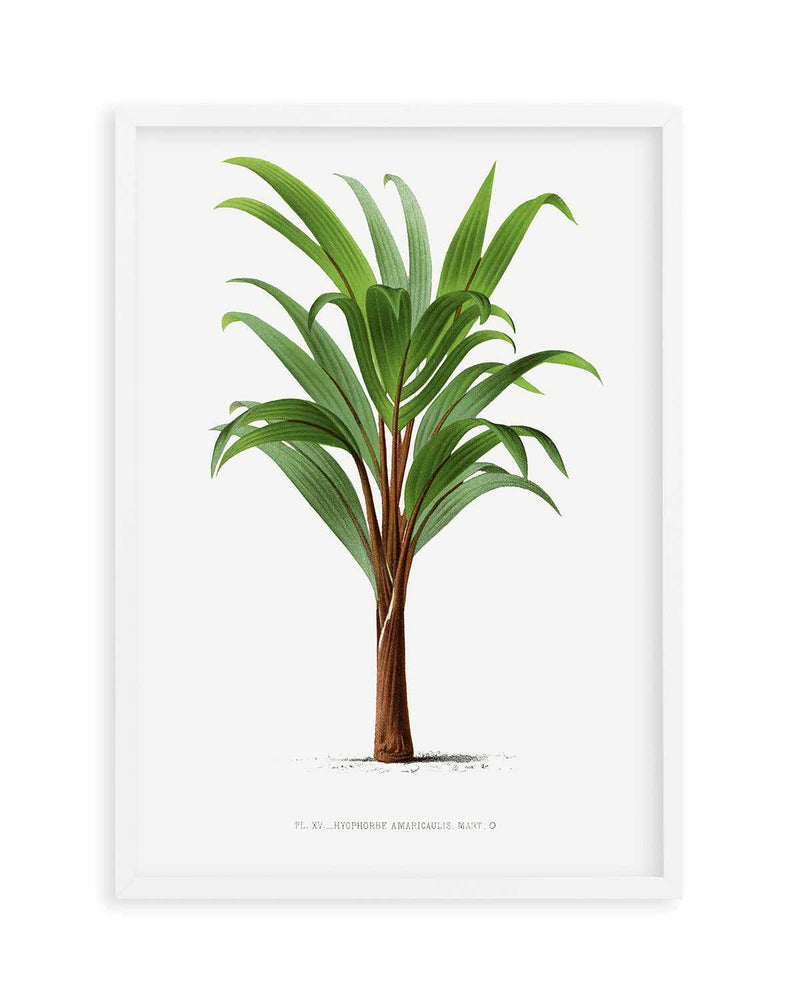 Hyophorbe Amaricaulis Vintage Palm Poster Art Print