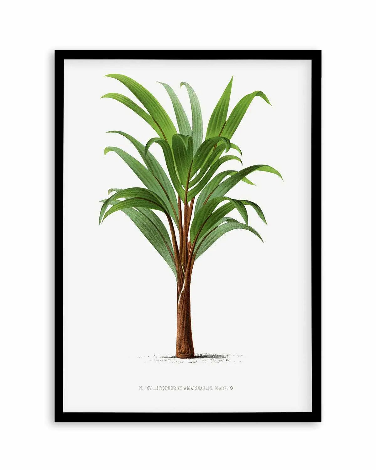 Hyophorbe Amaricaulis Vintage Palm Poster Art Print from Olive et Oriel where you can shop wallpaper and artworks online
